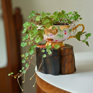 日本山野草海兰葛四季开花室内外好养微型匍匐生长迷你盆栽素材