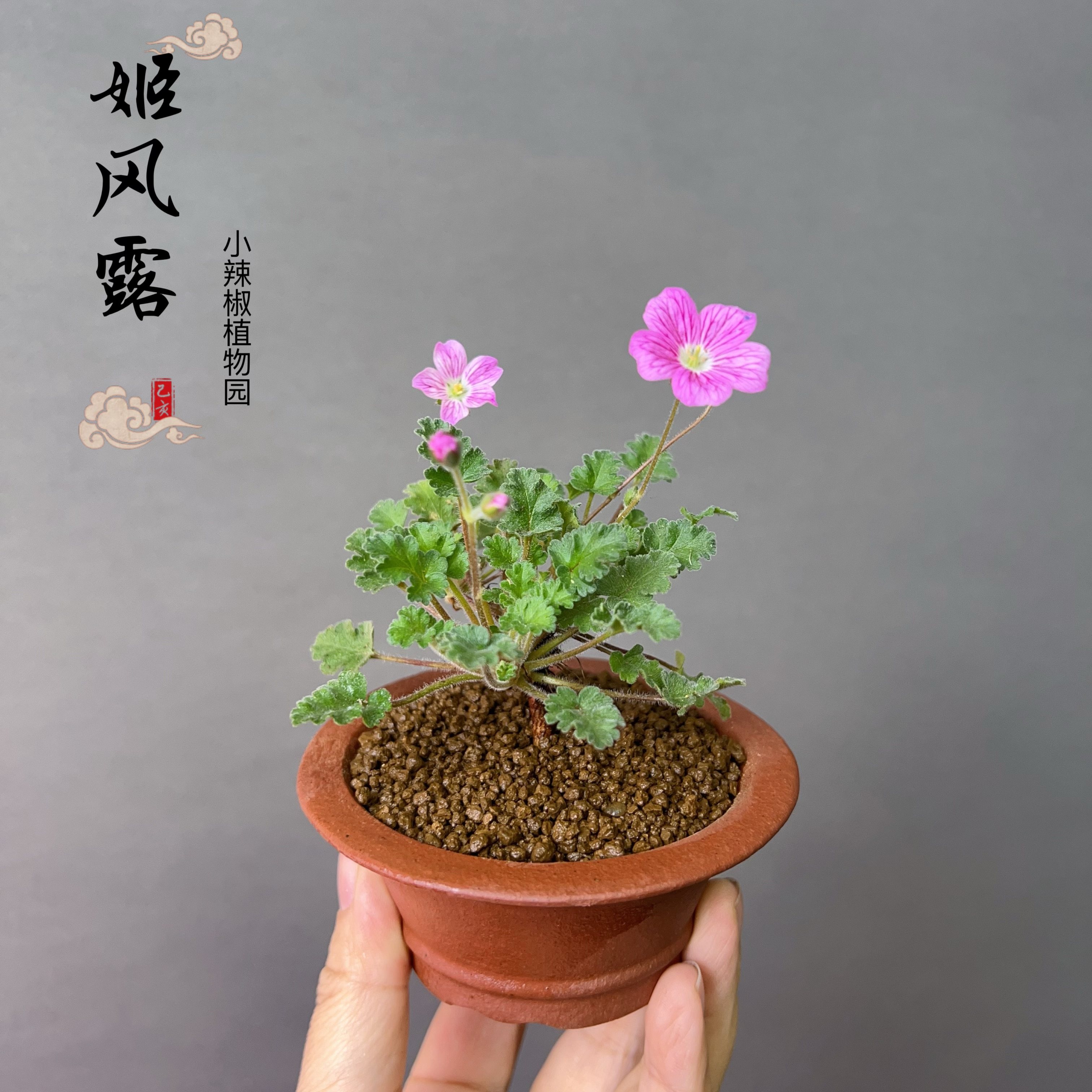 姬风露草山野草粉花迷你植物阳台喜阳窗台常绿牻牛苗儿草好养