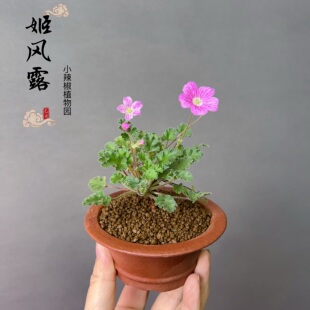 姬风露草山野草粉花迷你植物阳台喜阳窗台常绿牻牛苗儿草四季好养