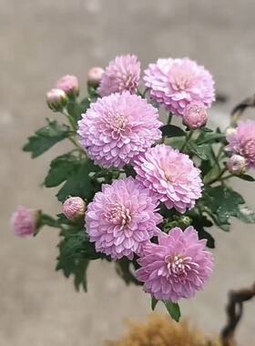 日本小盆景素材姬雅菊寒菊耐寒耐热好养开花冬季植物四季木本菊花