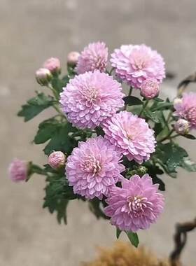 日本小盆景木本菊花耐寒植物冬季