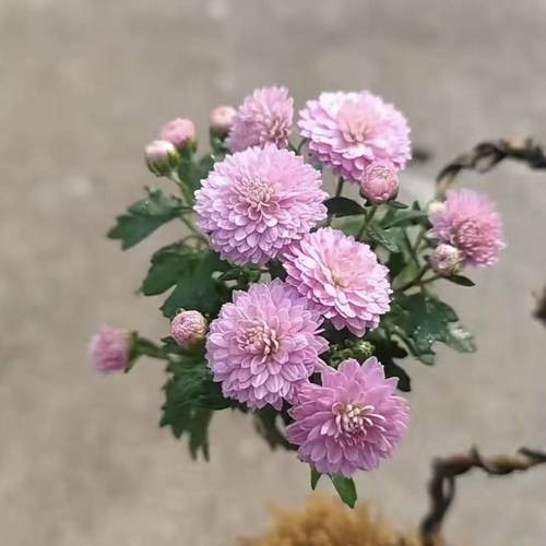 日本小盆景木本菊花耐寒植物冬季