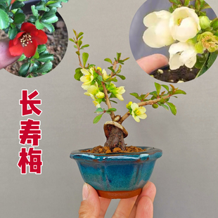 日本红花长寿梅白花单瓣长寿梅盆景微型海棠盆景小品花卉绿植盆栽