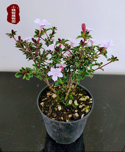 六月雪盆景悬崖室内办公室素材