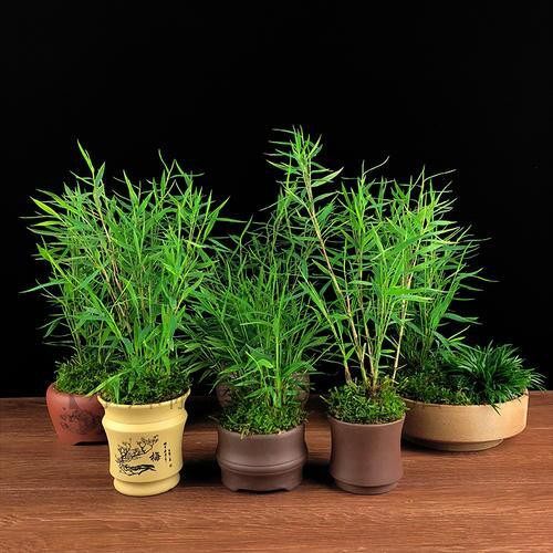 微型矮竹子四季观赏好养