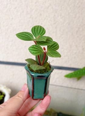 室内办公室桌上迷你绿植桌面小植物耐阴小盆栽好养工位微型拇指盆