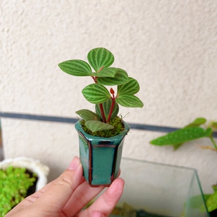 室内办公室桌上迷你绿植桌面小植物耐阴小盆栽好养工位微型拇指盆