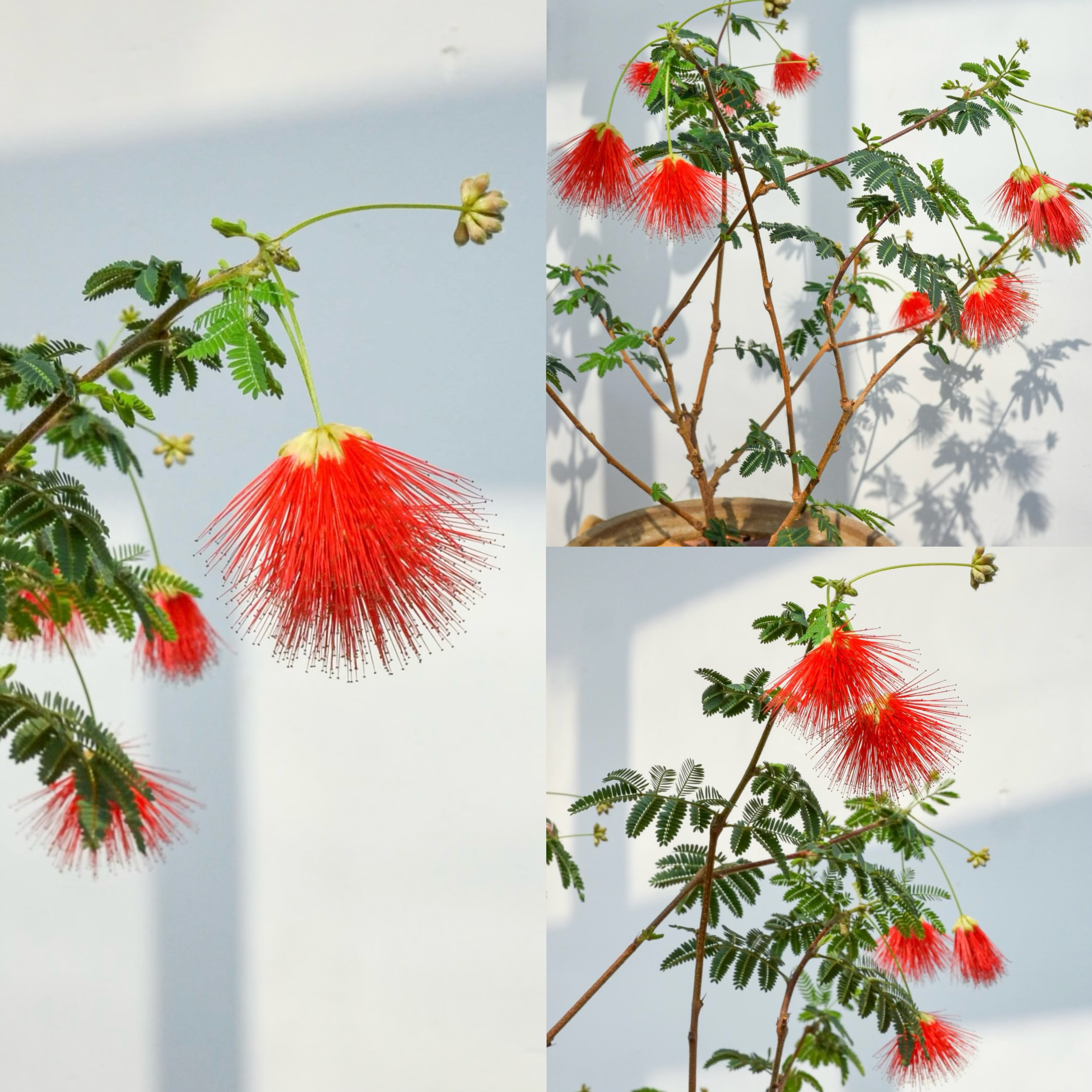 姬合欢花庭院阳台绿植物四季常绿耐热寒窗台四季好养红色粉色开花