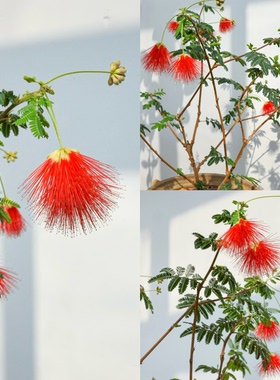 姬合欢花庭院阳台绿植物四季常绿耐热寒窗台四季好养红色粉色开花