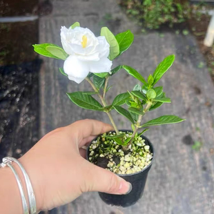 日本栀子花小盆景盆栽素材苗开花香味重瓣法莲小叶寿星斑入腊玉