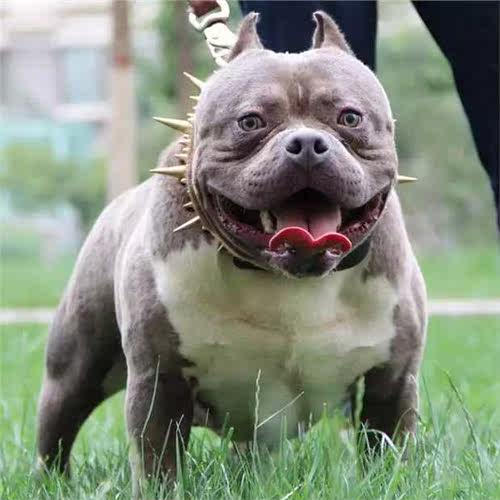 牛皮大型犬项圈纯铜长钉手工定制