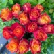 Flame 8 ветвей + 2 ветви (предотвращение потери) Послайте свежий консервант