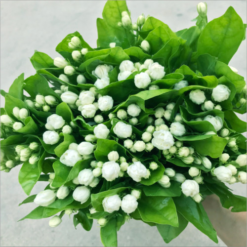 茉莉花鲜花花束云南昆明直发家用