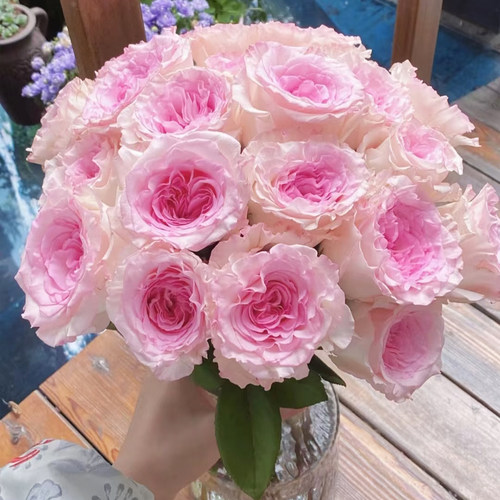 洛神玫瑰花鲜花花束云南基地直发速递同城教师节礼物水养客厅装饰