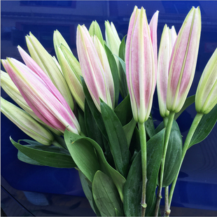 鲜花花束云南昆明香水百合花速递同城基地直发生日家用教师节礼物