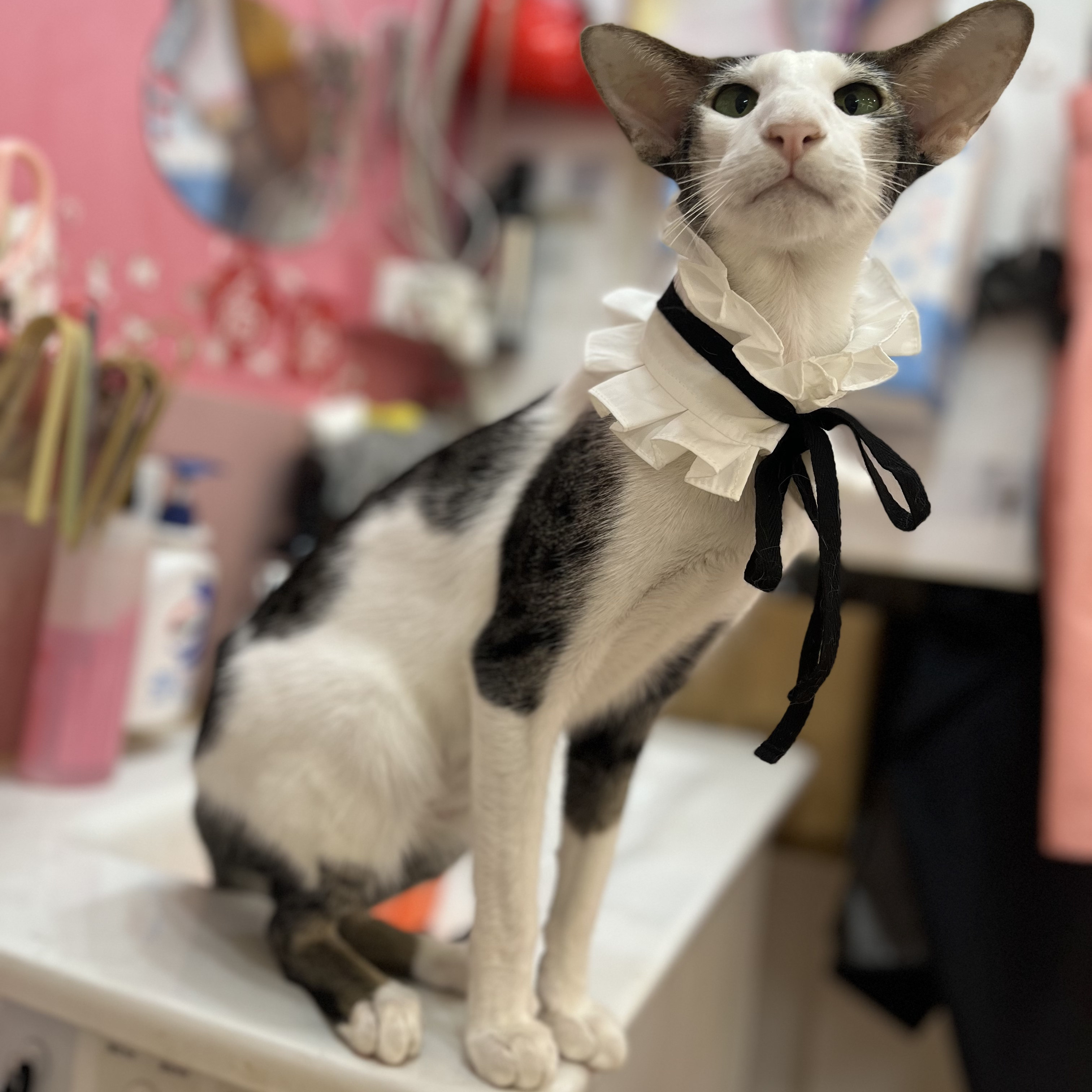 猫咪项圈宠物项链饰品围脖拉夫领