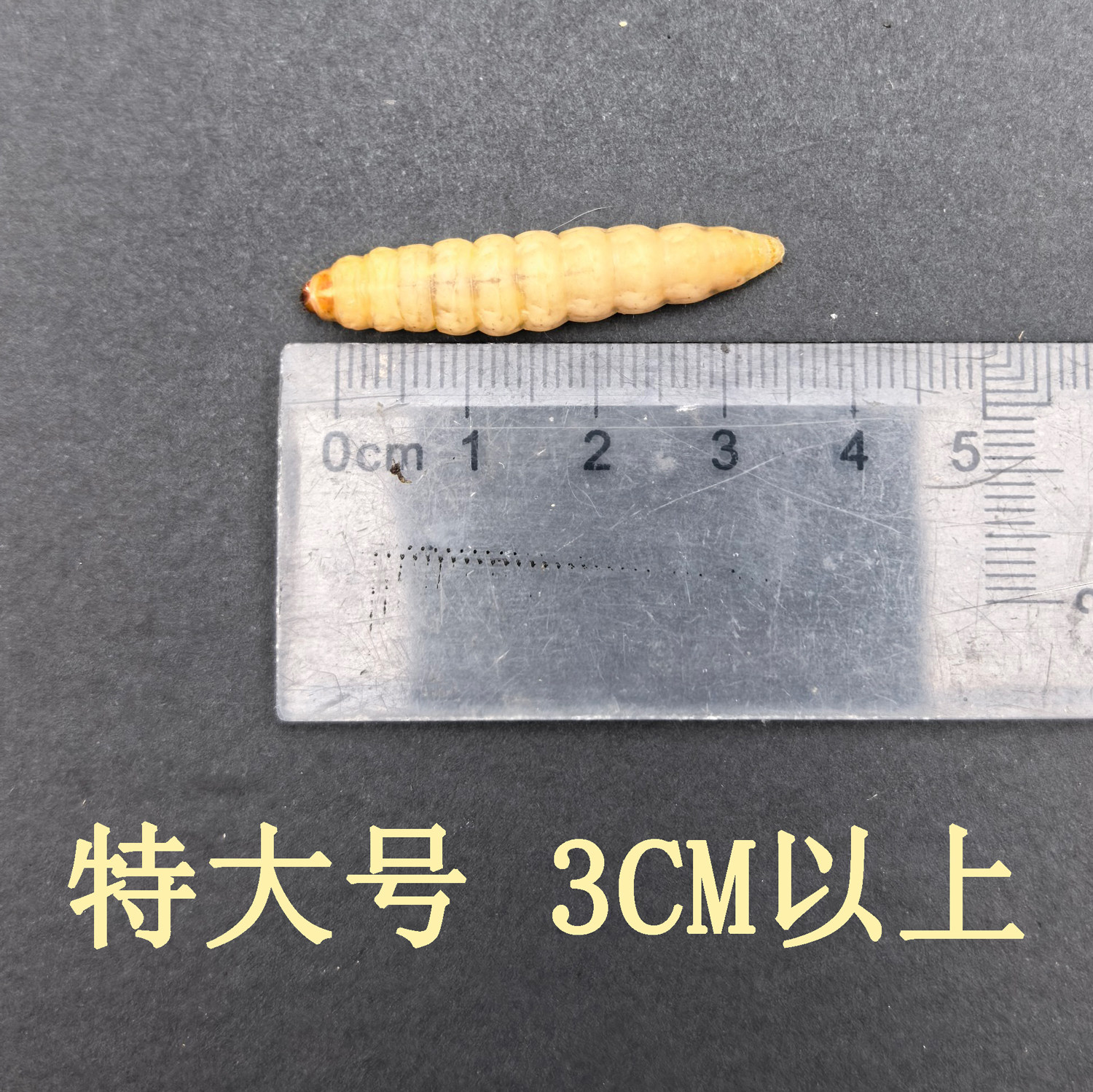 特大号玉米虫葡萄蜜新鲜活蛋白体守宫鸟食鱼粮爬宠蜥蜴仓鼠蜜袋鼯