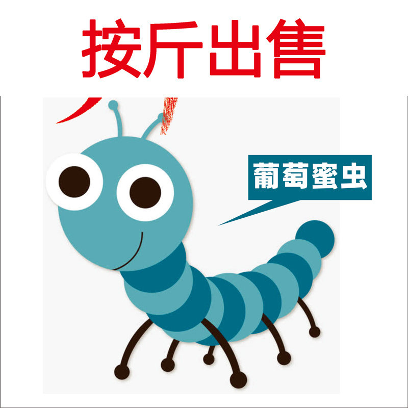 精选玉米虫大蜡螟葡萄蜜幼虫生鲜活鸟食鱼粮爬宠守宫蜥蜴仓鼠饲料