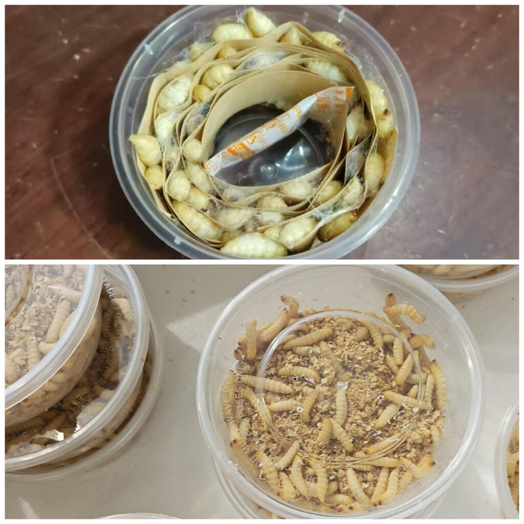 玉米虫蜜大蜡螟虫高蛋白活体饲料宠鸟食守宫蜥蜴鱼粮幼棉虫粮食好