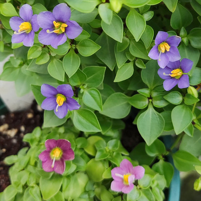 紫芳草室外室内花苗迷你小型花卉