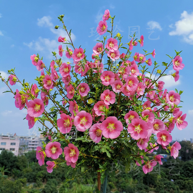 小木槿花优雅女士花苗室外阳台