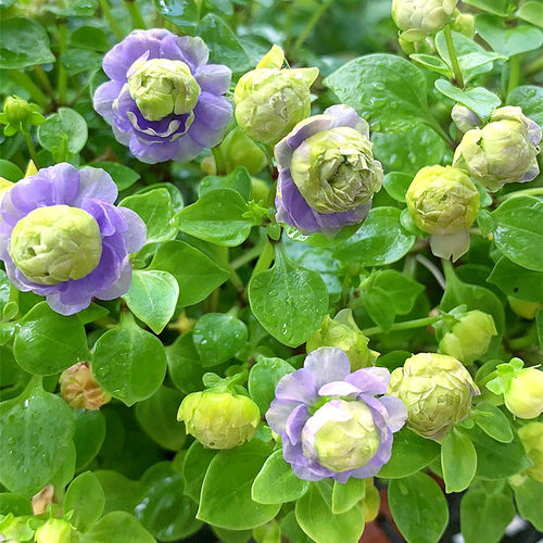 耐寒耐热室外绿植四季开花紫芳草