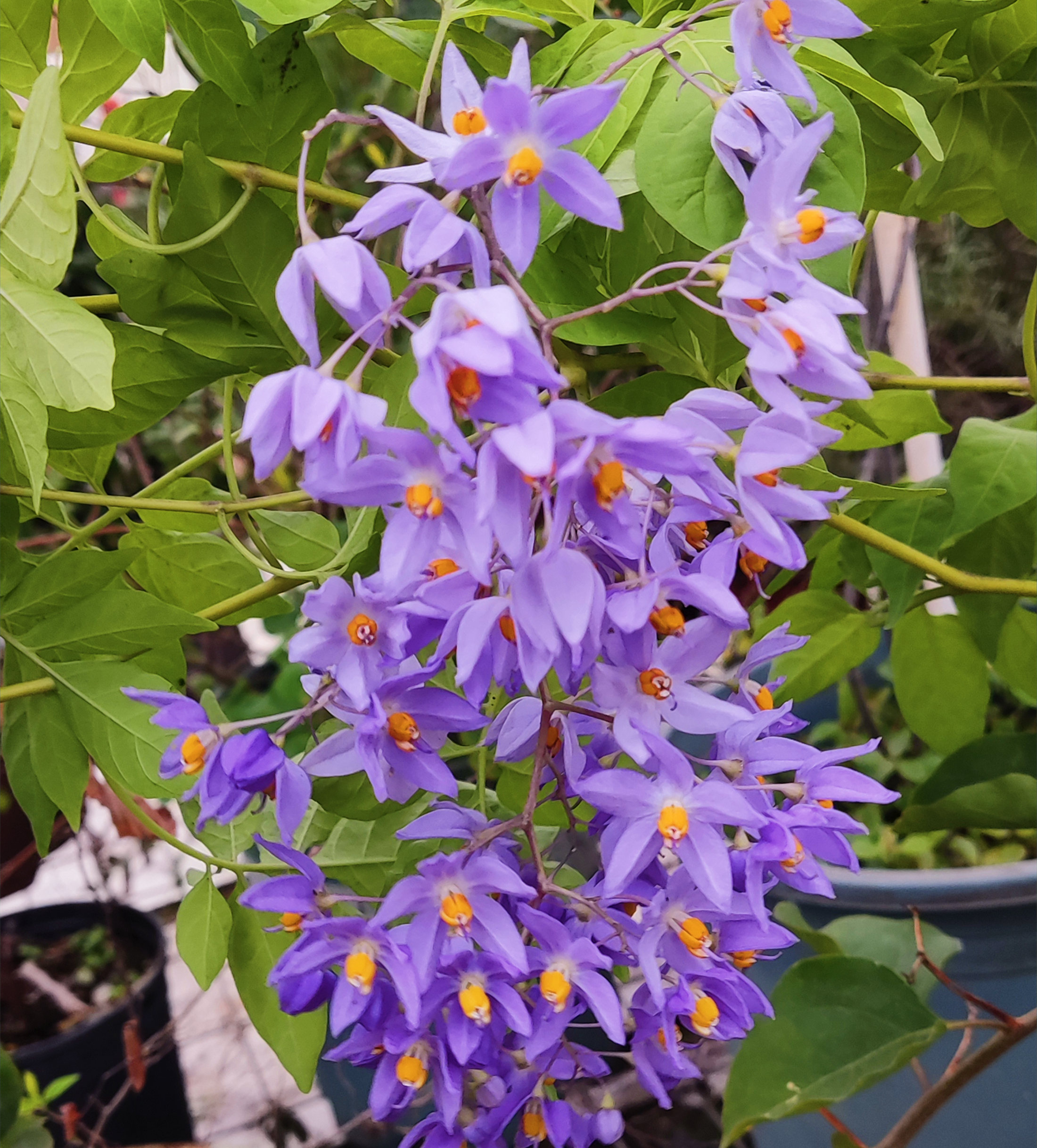 蓝花悬星藤庭院阳台爬藤植物杯苗