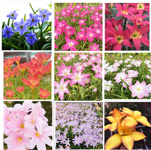 风雨兰多年生夏天曝花新手易种