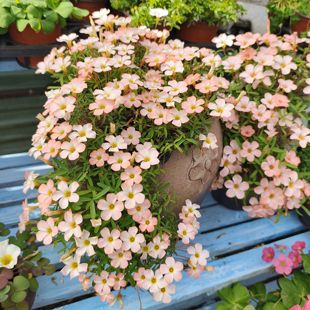 种球秋植新手易养早花系列酢浆草种球开花阳台幸运草