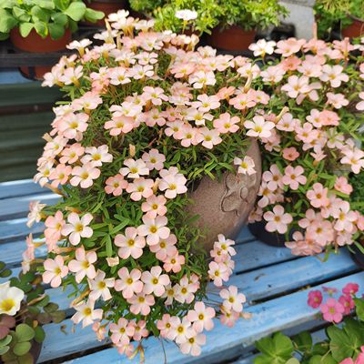 酢浆草种球开花阳台幸运草