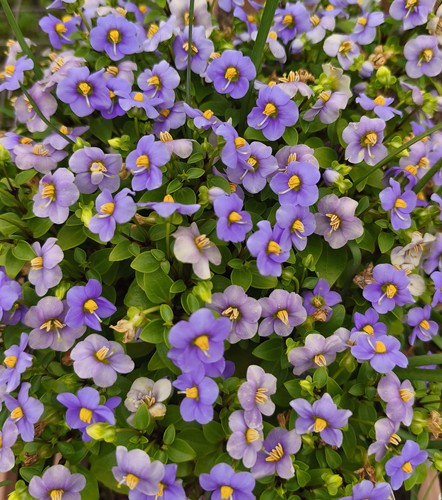 紫芳草室外室内花苗迷你小型花卉