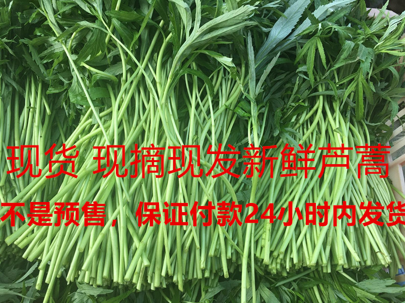 新鲜八卦洲芦蒿嫩藜蒿泥青蒿现货带叶农家蔬菜南京八卦洲野菜包邮-封面