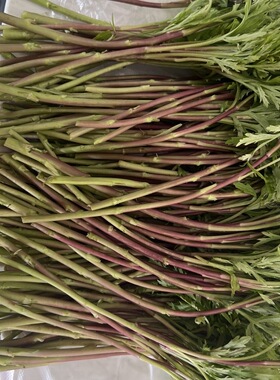 实拍野生带叶红芦蒿红黎蒿野味重露天藜蒿南京野菜蒿子新鲜现摘