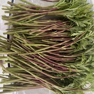 实拍野生带叶红芦蒿红黎蒿野味重露天藜蒿南京野菜蒿子新鲜现摘