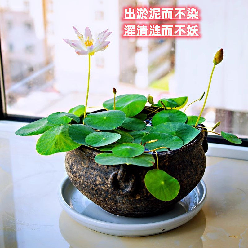 阳台花卉碗莲种子已开口水培植物水生水养睡莲四季开花荷花籽盆栽