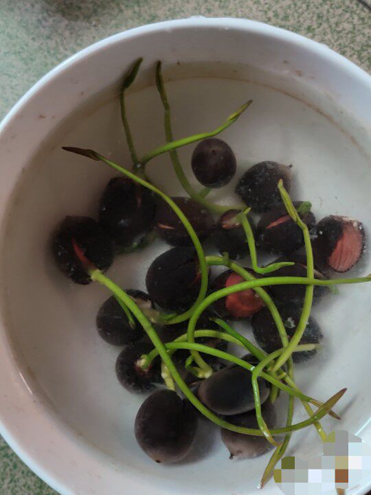 阳台花卉碗莲种子已开口水培植物水生水养睡莲四季开花荷花籽盆栽