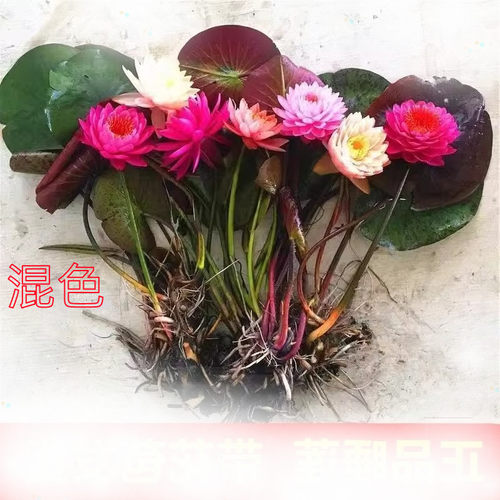 九品香水观赏睡莲花带花苞水培植物水莲花根块荷花四季栽庭院泡茶