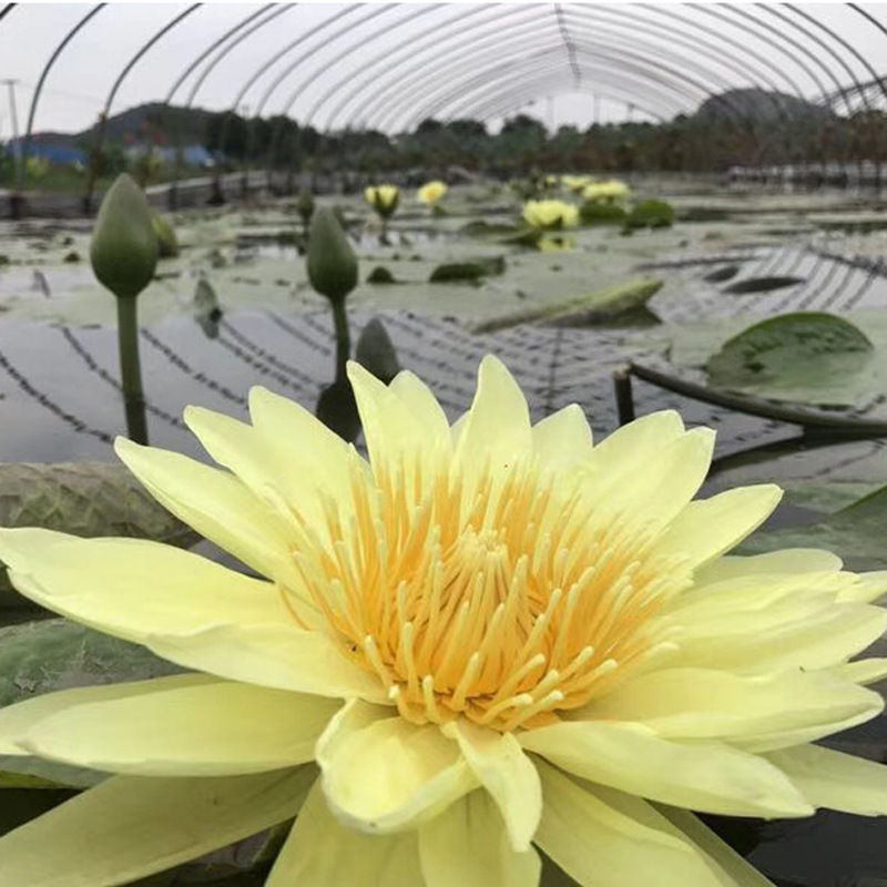 台湾香水莲花九品香莲花苗台湾引种睡莲根块水生植物可泡茶容易栽