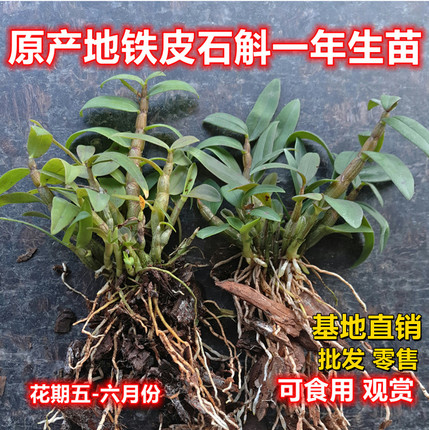 铁皮石斛苗原产地直发带根1年生石斛苗可食用花卉种植阳台观赏盆