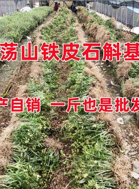 铁皮石斛阳台室内春食用基地直销