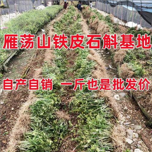 铁皮石斛阳台室内春食用基地直销