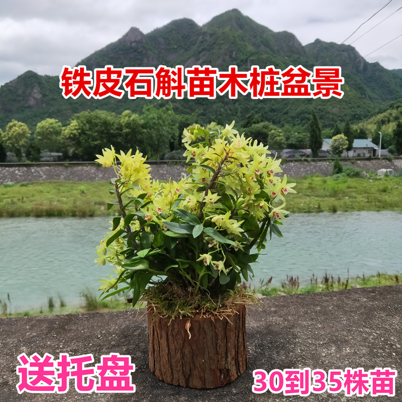 铁皮石斛苗带木桩可以食用现种三年石斛苗木桩盆栽