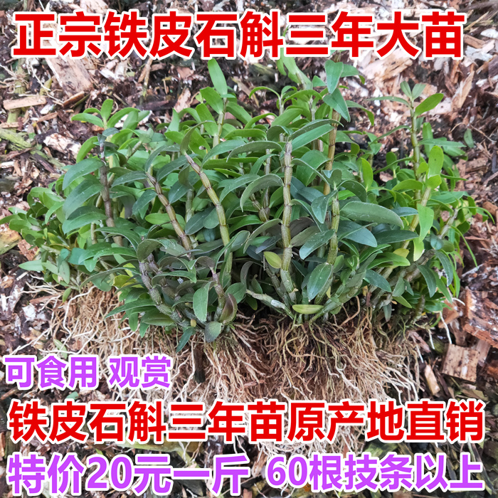 铁皮石斛苗原产地基地直发带根 3年生1斤石斛苗 可食用非霍山盆 鲜花速递/花卉仿真/绿植园艺 绿植 原图主图