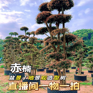 庭院景观树 绿植 一物一拍 小叶红芽赤楠老桩盆景 赤楠