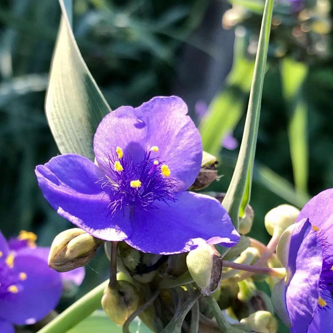 紫露草种子多年生耐寒紫鸭跖草紫璐草种籽长花期小区绿化花镜盆栽
