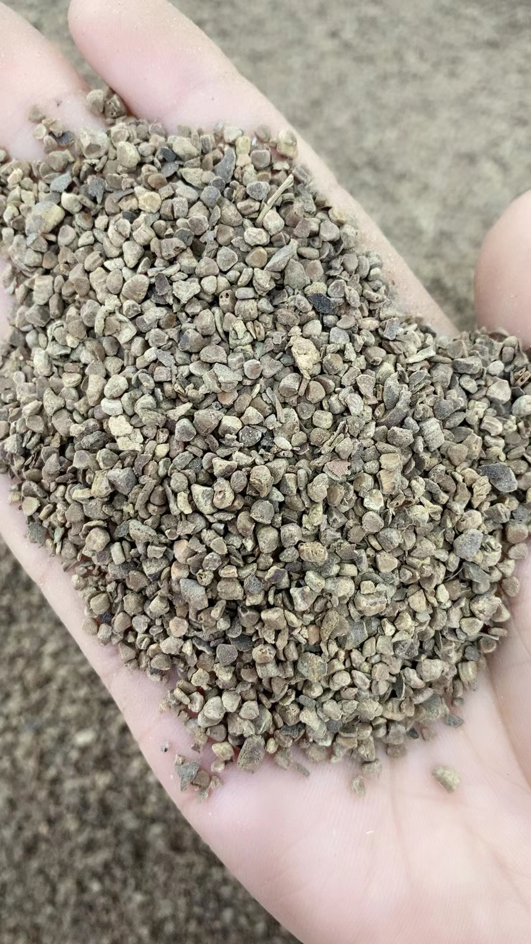 桃金娘种子哆尼仲尼山菍多莲当梨根桃舅娘盆栽花卉当泥稔子树种籽