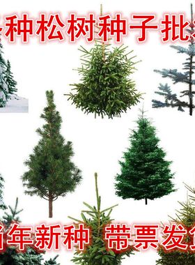雪松树种子罗汉白皮马尾松五针黑松印度大阪金钱松华山松树籽种子