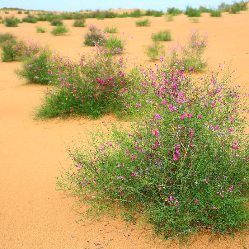 花棒种子花棒灌木种子细枝岩黄芪牛羊饲料牧草种子防风固沙多年生