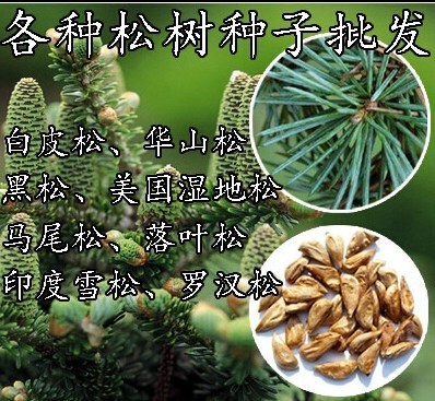 松树种子 油松 白皮松 雪松种子 华山松 黑松 罗汉松 湿地松种子