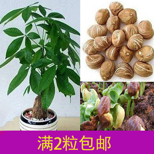 包邮发财树种子四季播室内小型盆栽花卉 招财树种子辫子树发财树